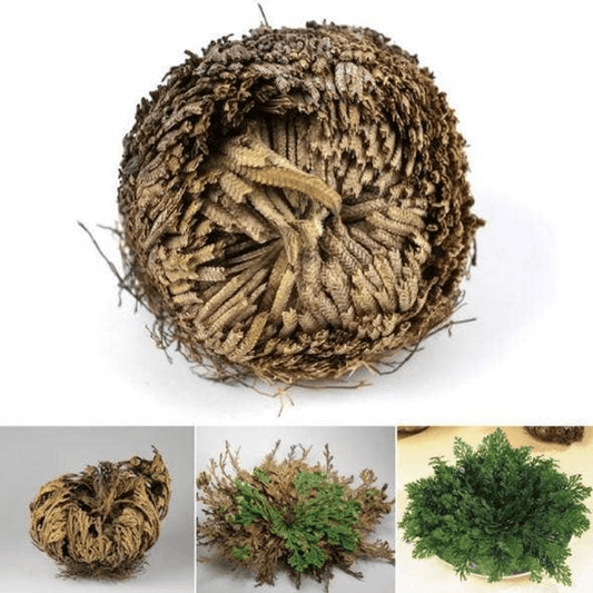 Rose of Jericho Magical Resurrection Plant | Sacred Herb | Spiritual Blessing | Miracle Plant | Home Protection