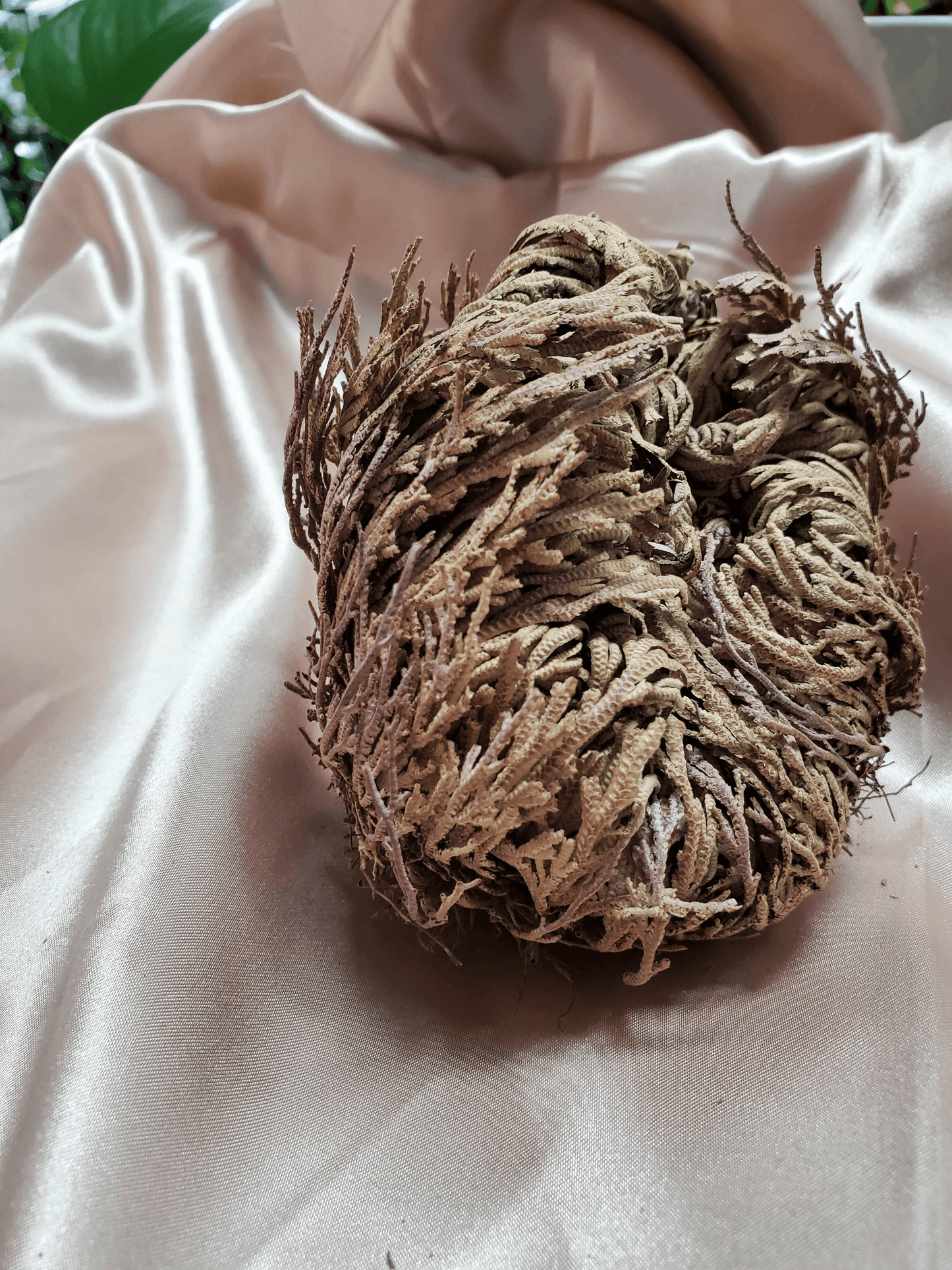 Rose of Jericho Magical Resurrection Plant | Sacred Herb | Spiritual Blessing | Miracle Plant | Home Protection