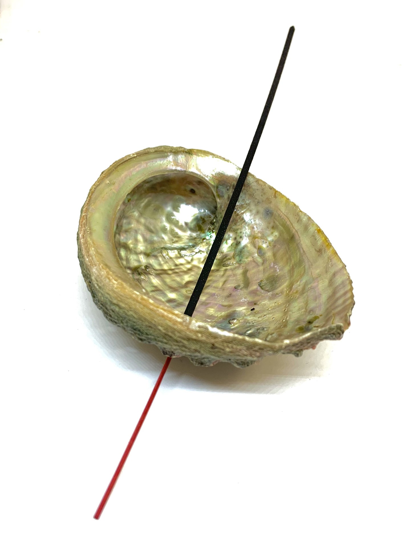 Abalone Shell Incense Holder | Natural Seashell Burner | 4-5" | Mind Body Soul Cleansing | All-Natural