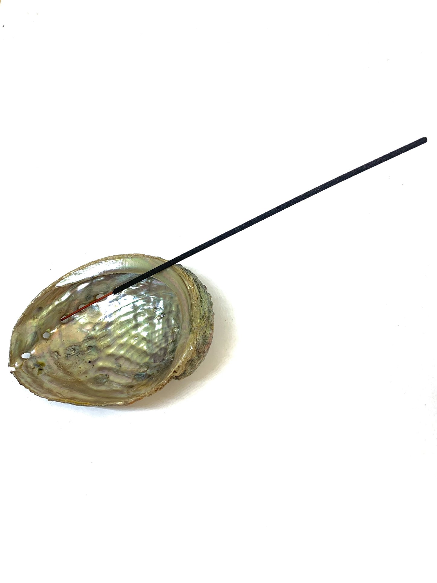 Abalone Shell Incense Holder | Natural Seashell Burner | 4-5" | Mind Body Soul Cleansing | All-Natural