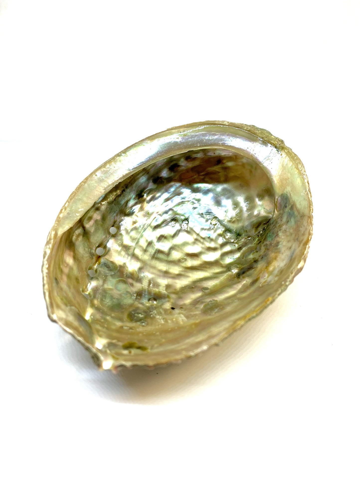 Abalone Shell Incense Holder | Natural Seashell Burner | 4-5" | Mind Body Soul Cleansing | All-Natural