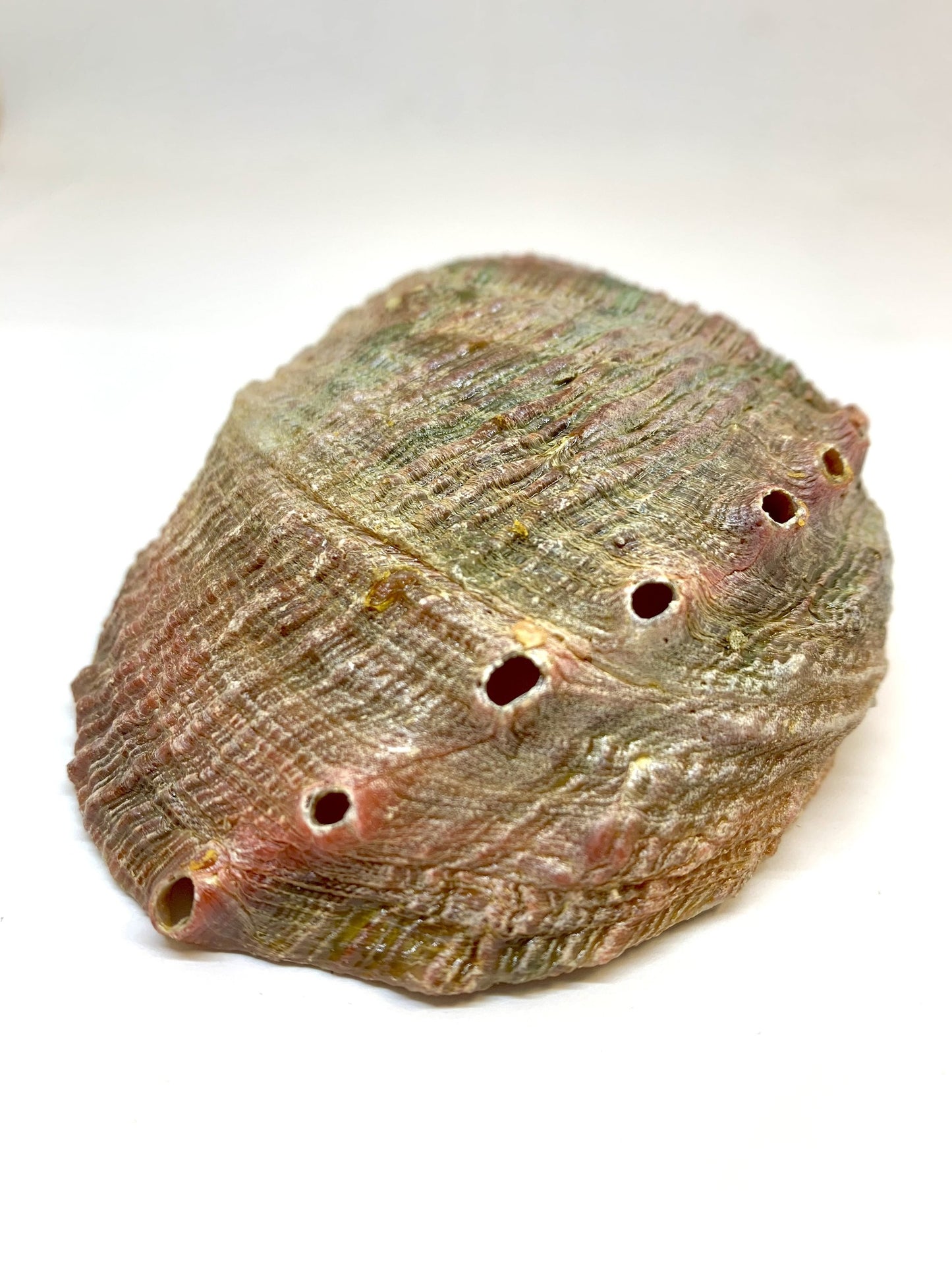 Abalone Shell Incense Holder | Natural Seashell Burner | 4-5" | Mind Body Soul Cleansing | All-Natural