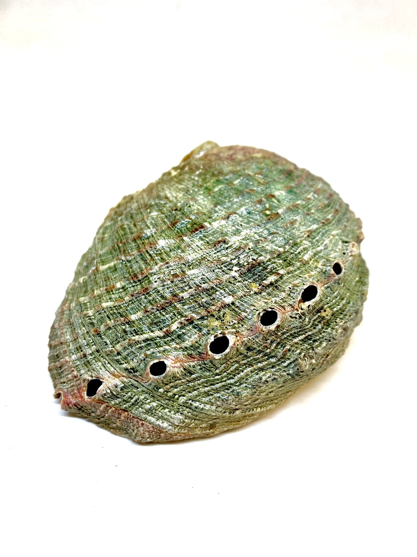 Abalone Shell Incense Holder | Natural Seashell Burner | 4-5" | Mind Body Soul Cleansing | All-Natural